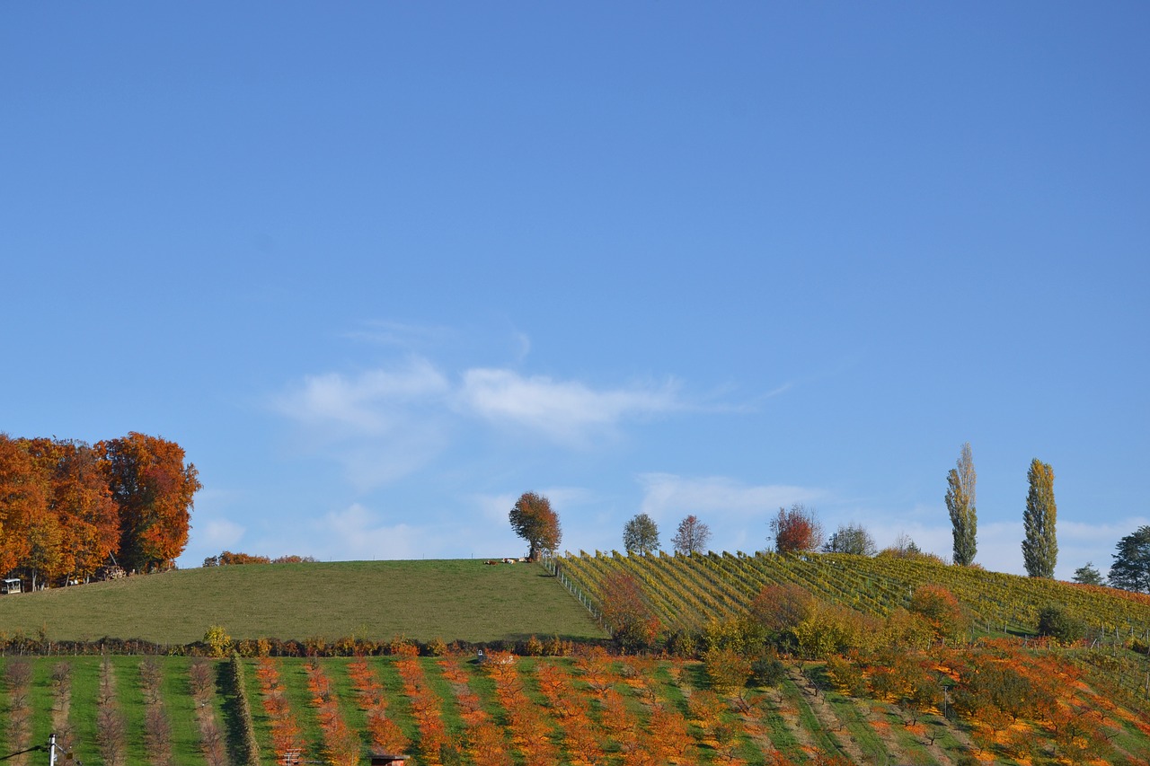 landscape autumn trees free photo