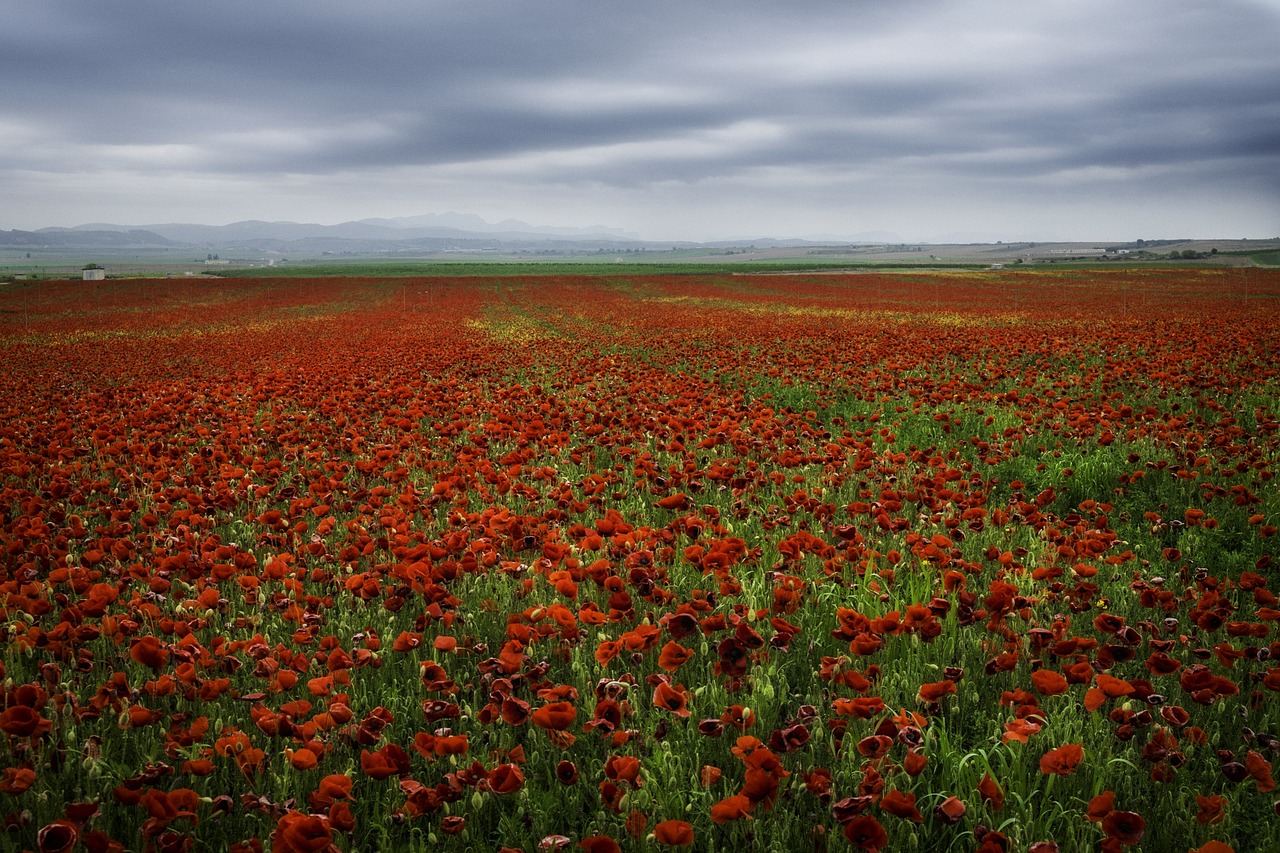 landscape poppies field of poppies free photo