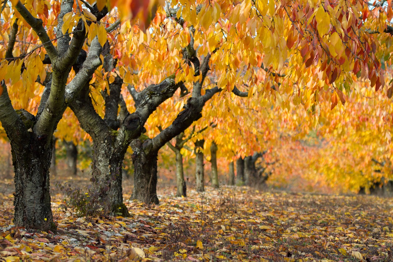 landscape fall cherry free photo