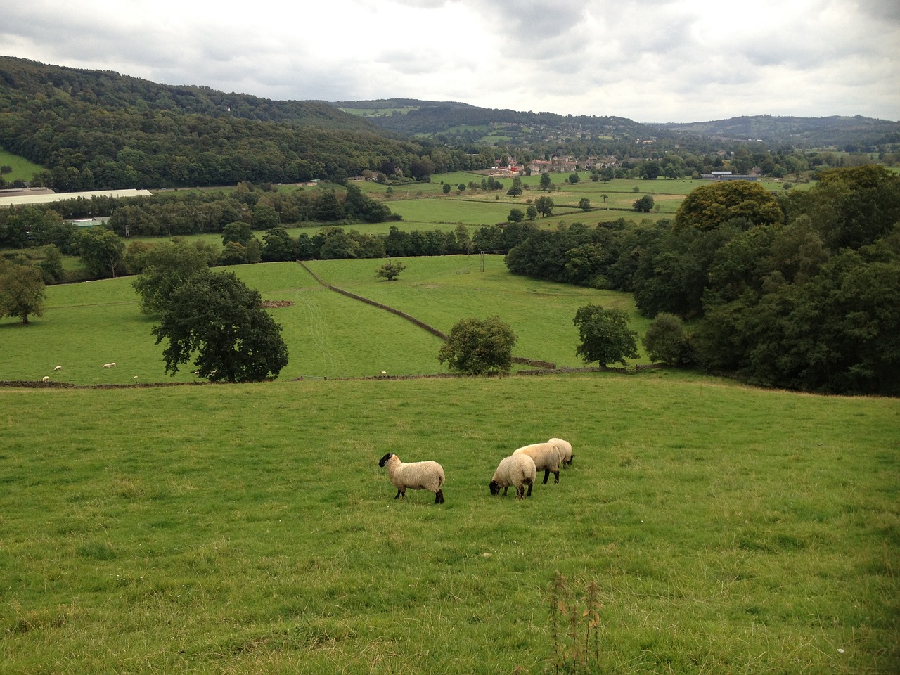 landscape sheep sky free photo