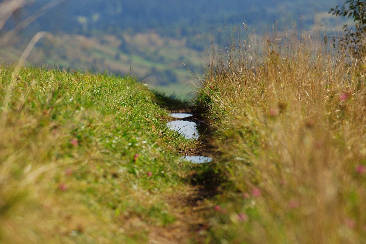 landscape spring grass free photo