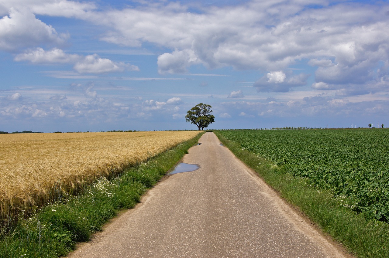 landscape lane tree free photo