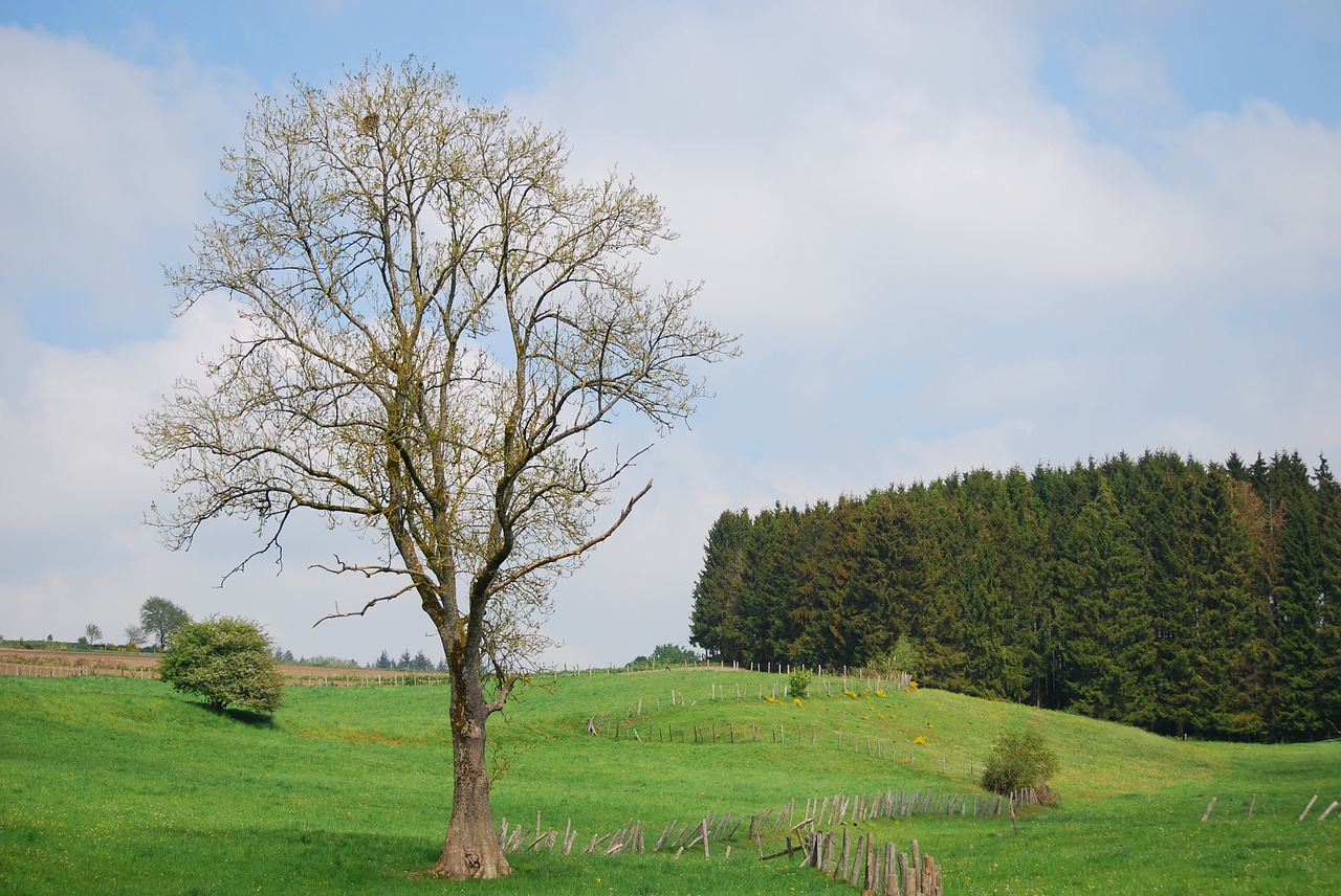 lime tree houffalize coniferous free photo