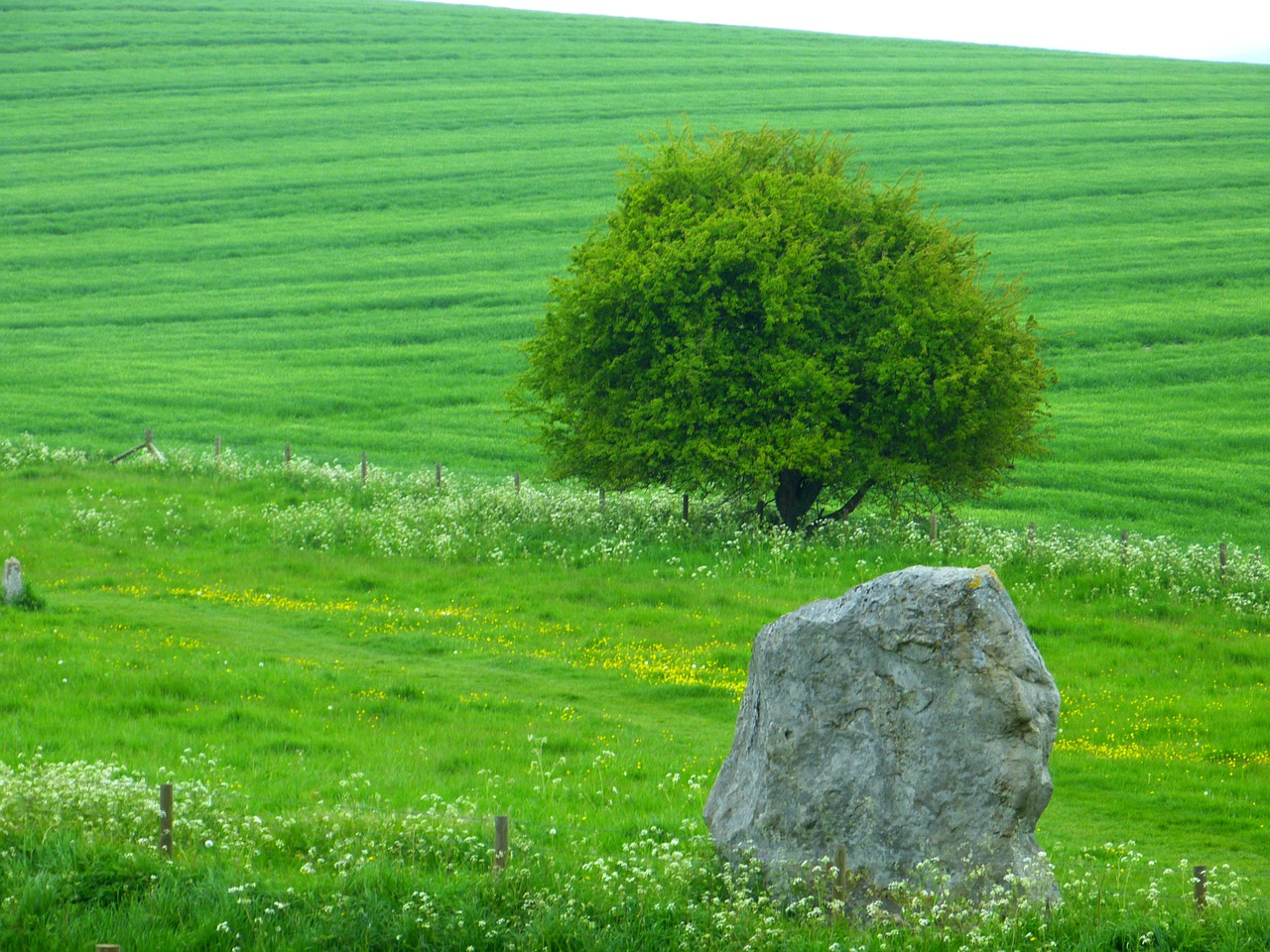 landscape tree stone free photo