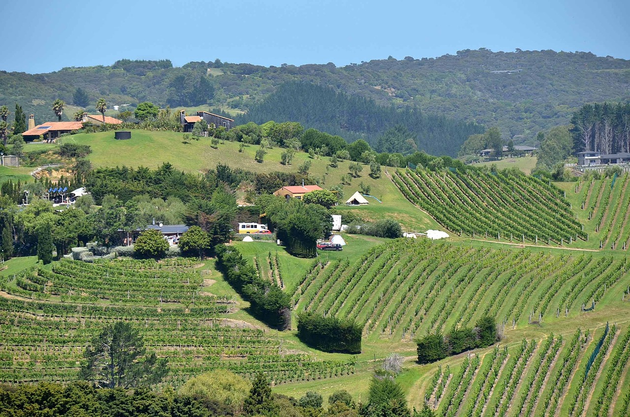 landscape new zealand vineyard free photo