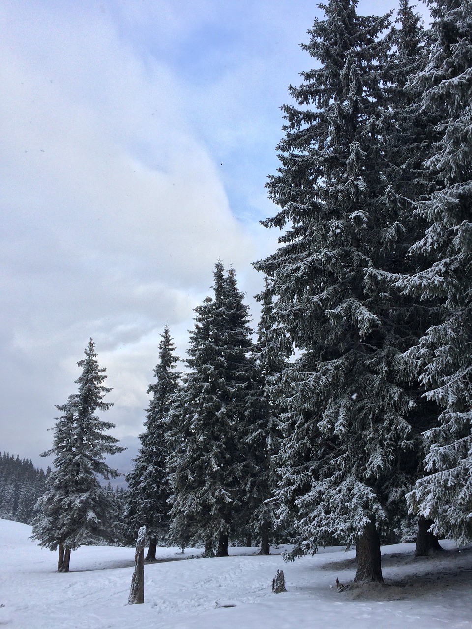 landscape winter snow free photo