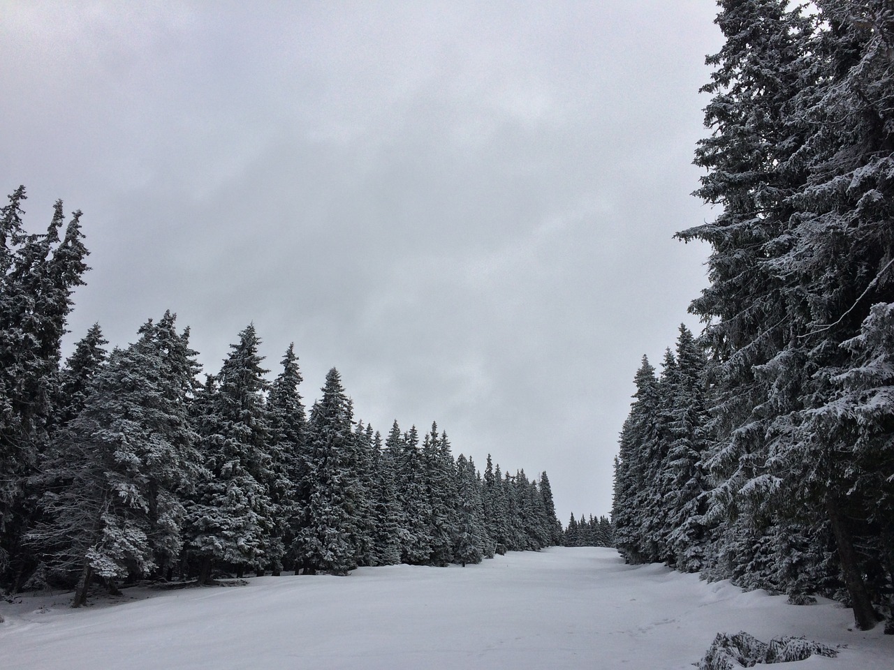 landscape winter snow free photo