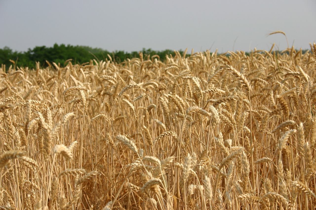 landscape field wheat free photo