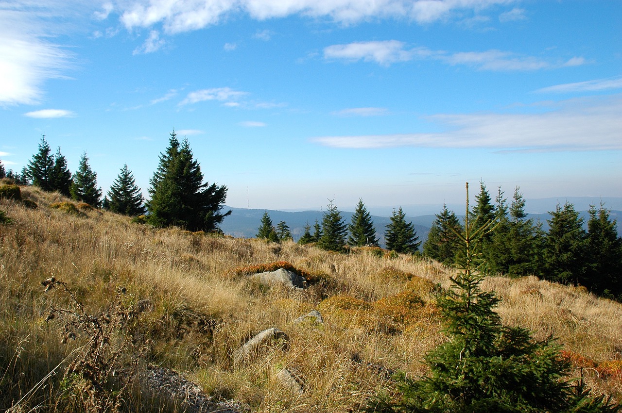 landscape nature forest free photo