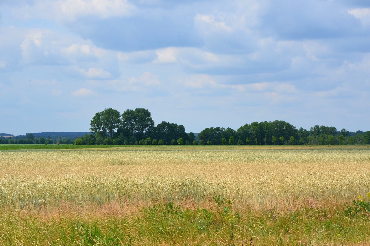 landscape wheat field trees free photo