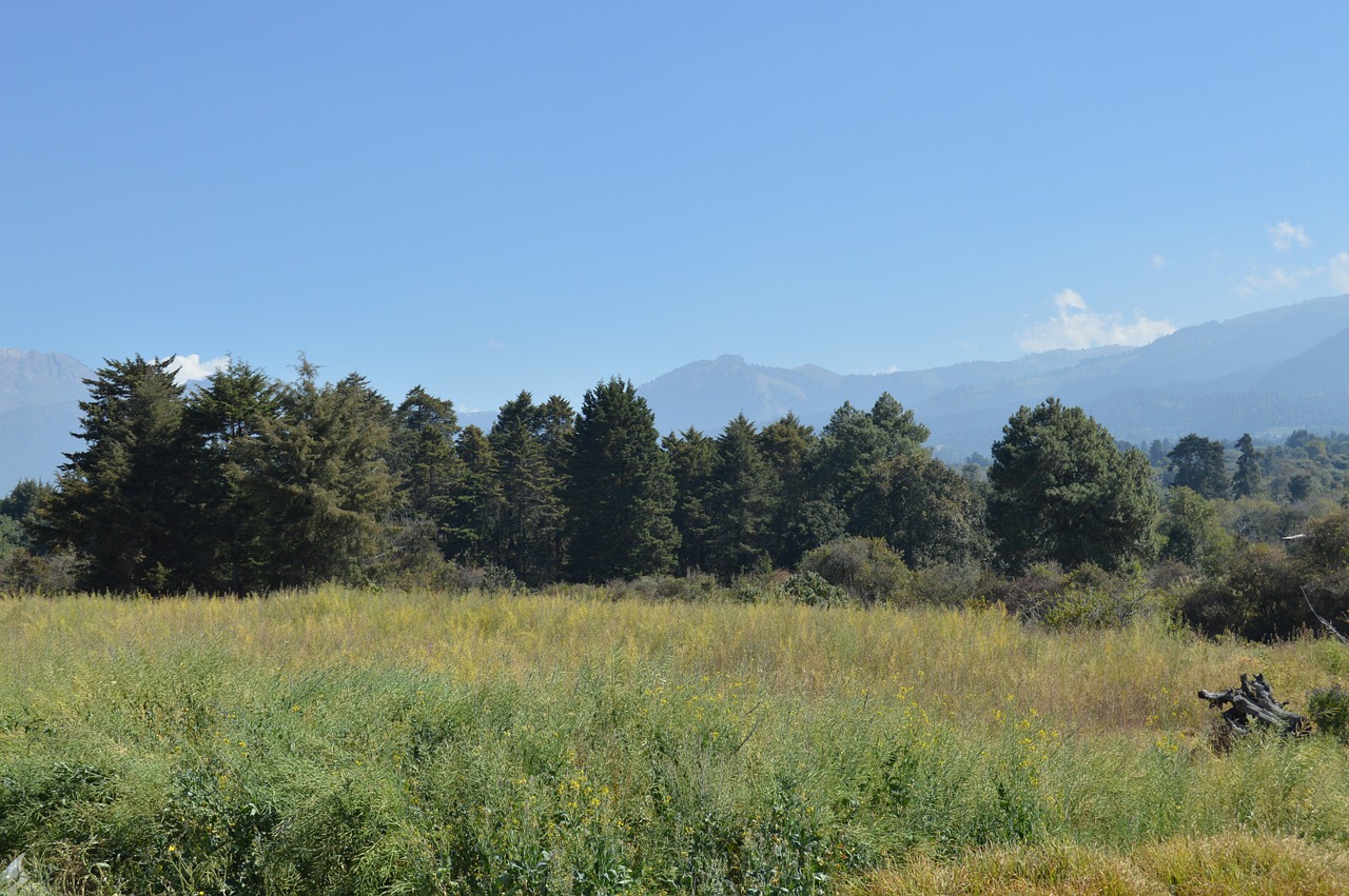 landscape trees nature free photo