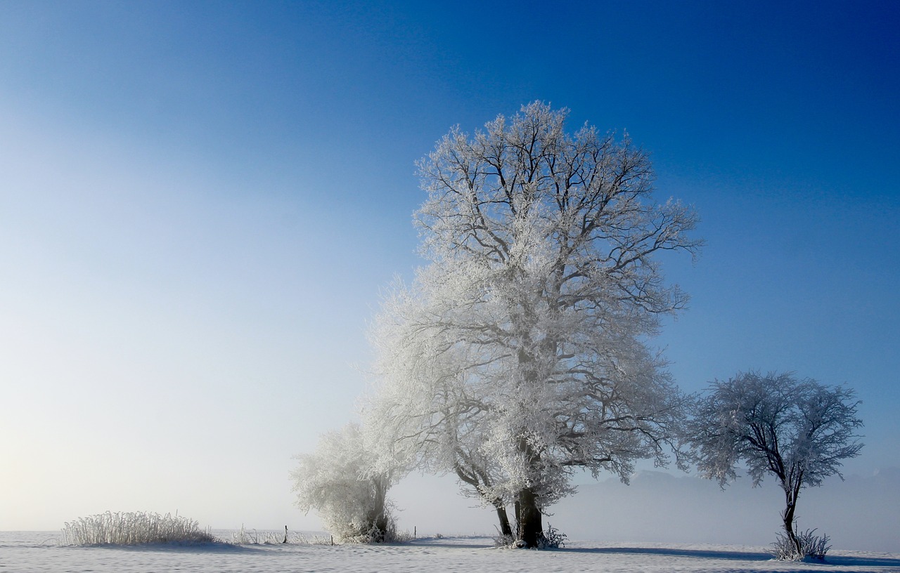 landscape arbor nature free photo