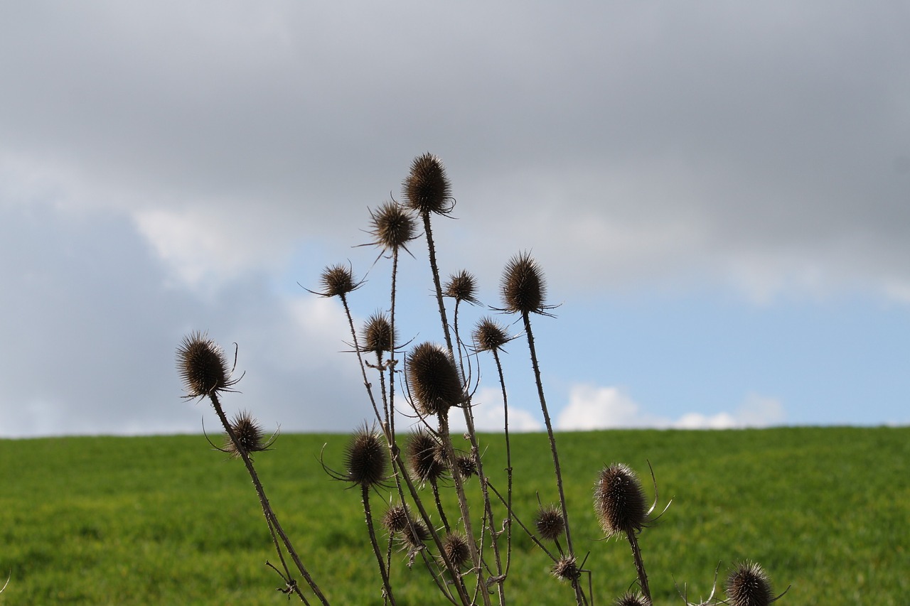 thistle landscape nature free photo