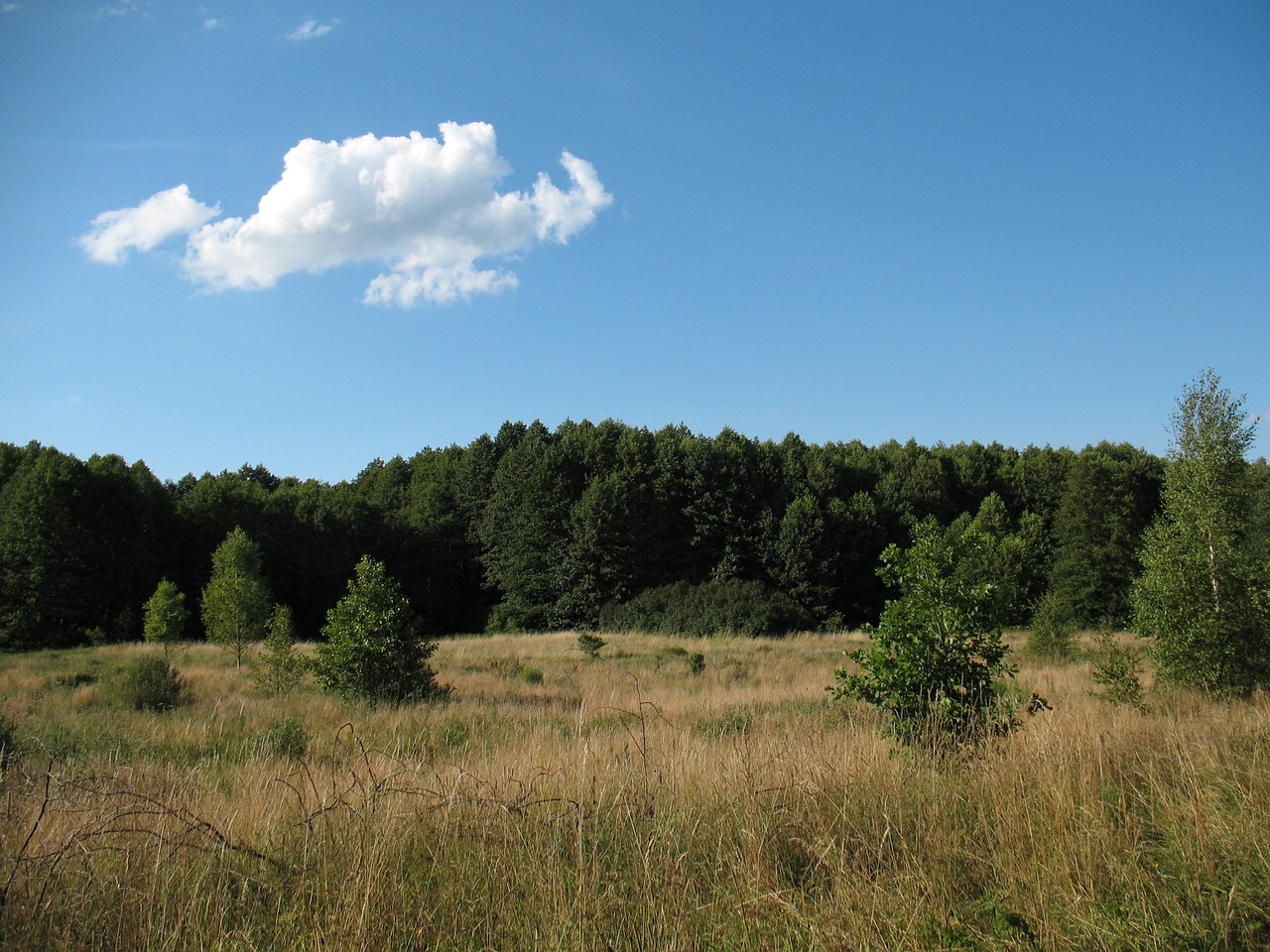 landscape kampinos national free photo