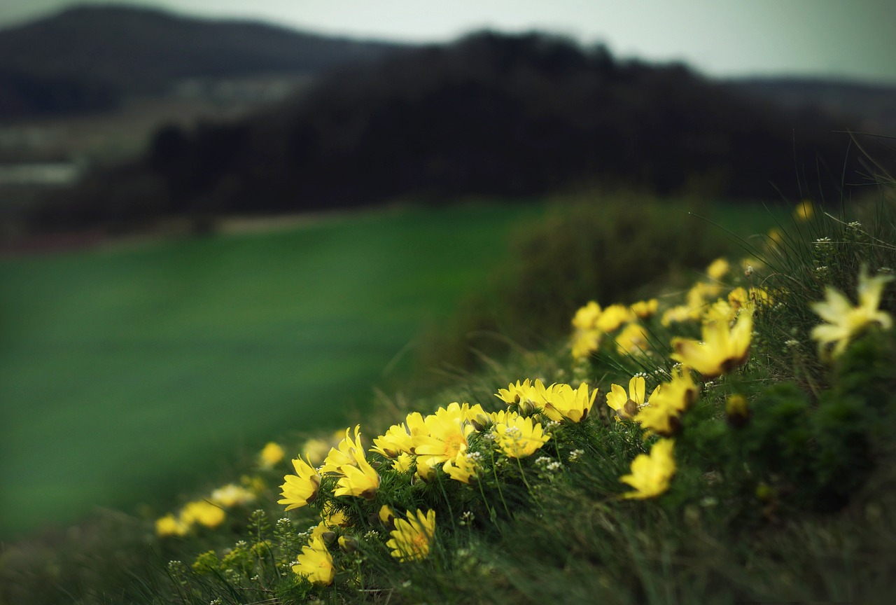 landscape hlavacek protected plant free photo