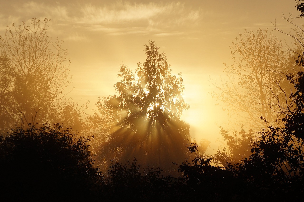 landscape tree the fog free photo