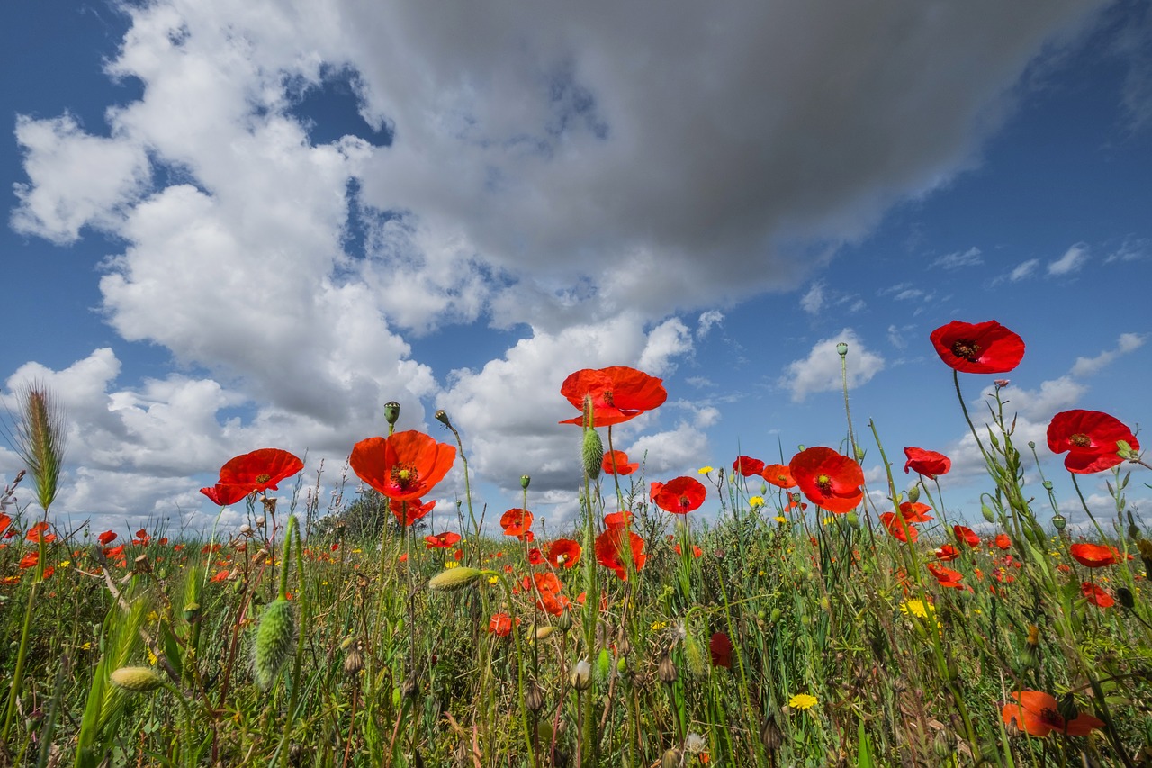 landscape poppies field of poppies free photo