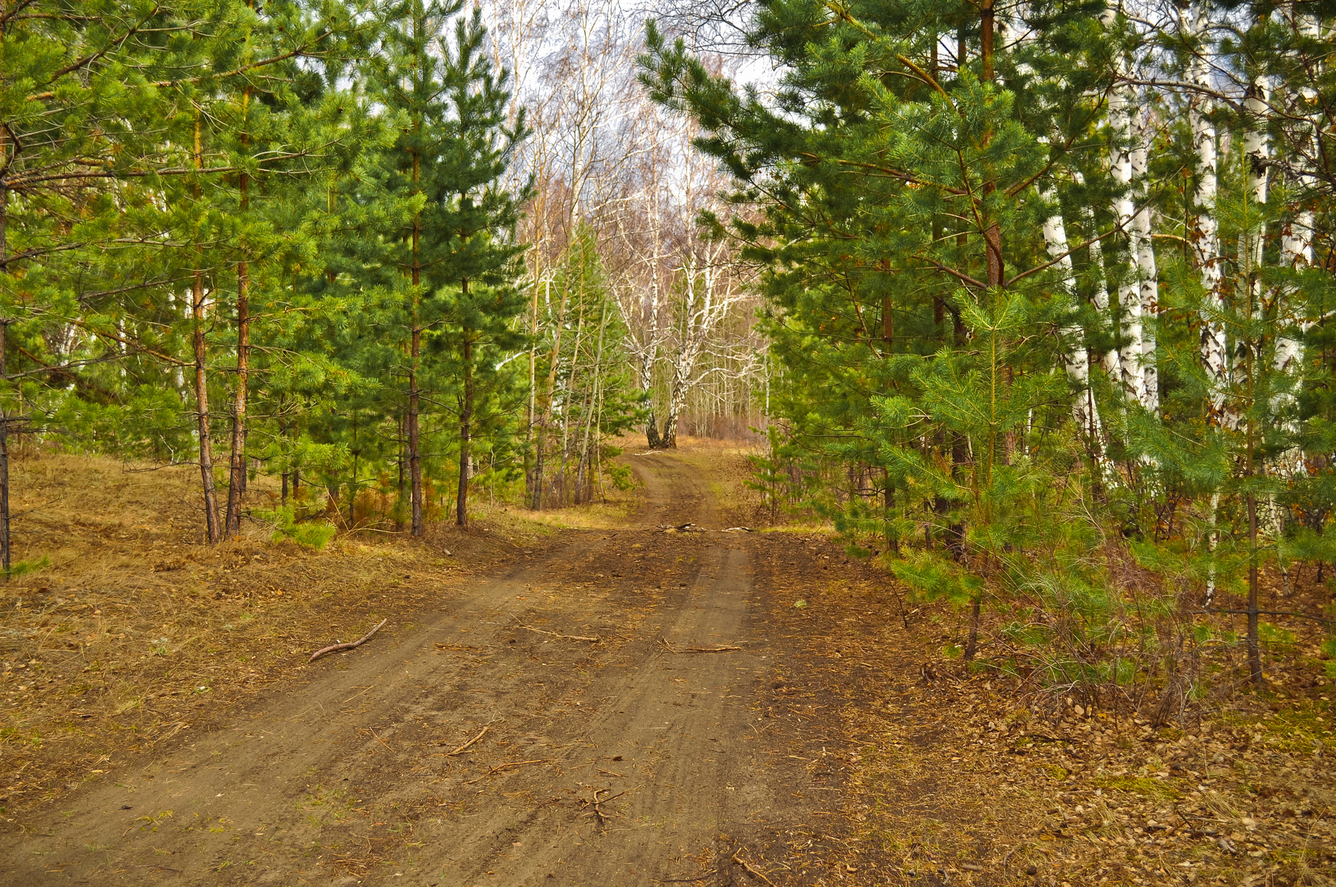 forest trees nature free photo