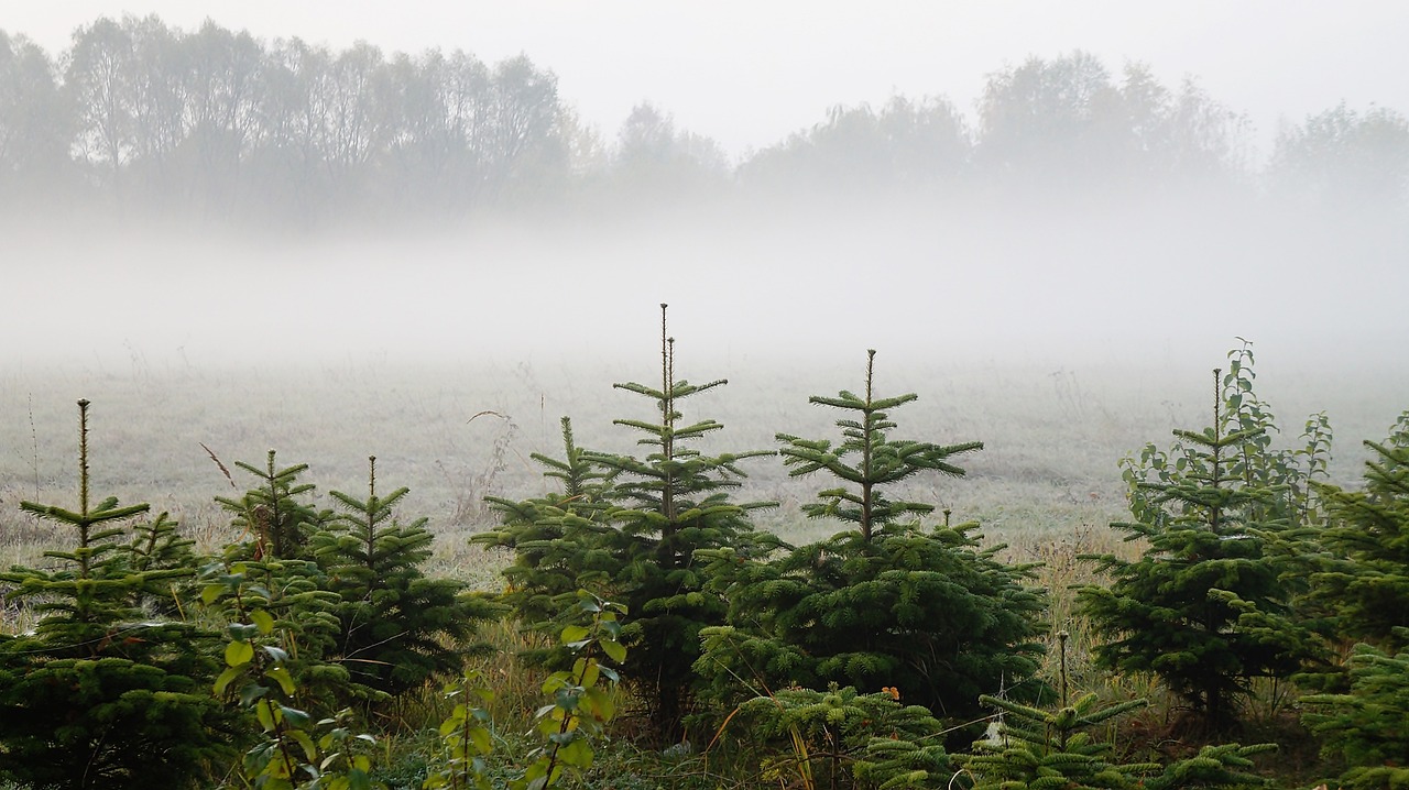 landscape nature christmas tree free photo