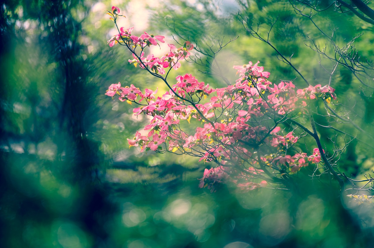 landscape natural flowers free photo