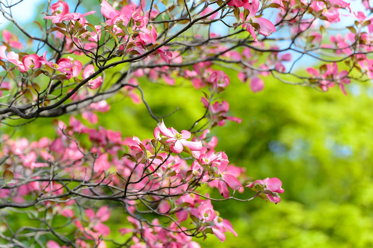 landscape natural flowers free photo