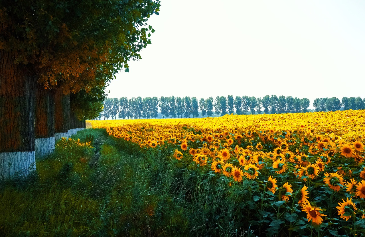 landscape nature sunflowers free photo