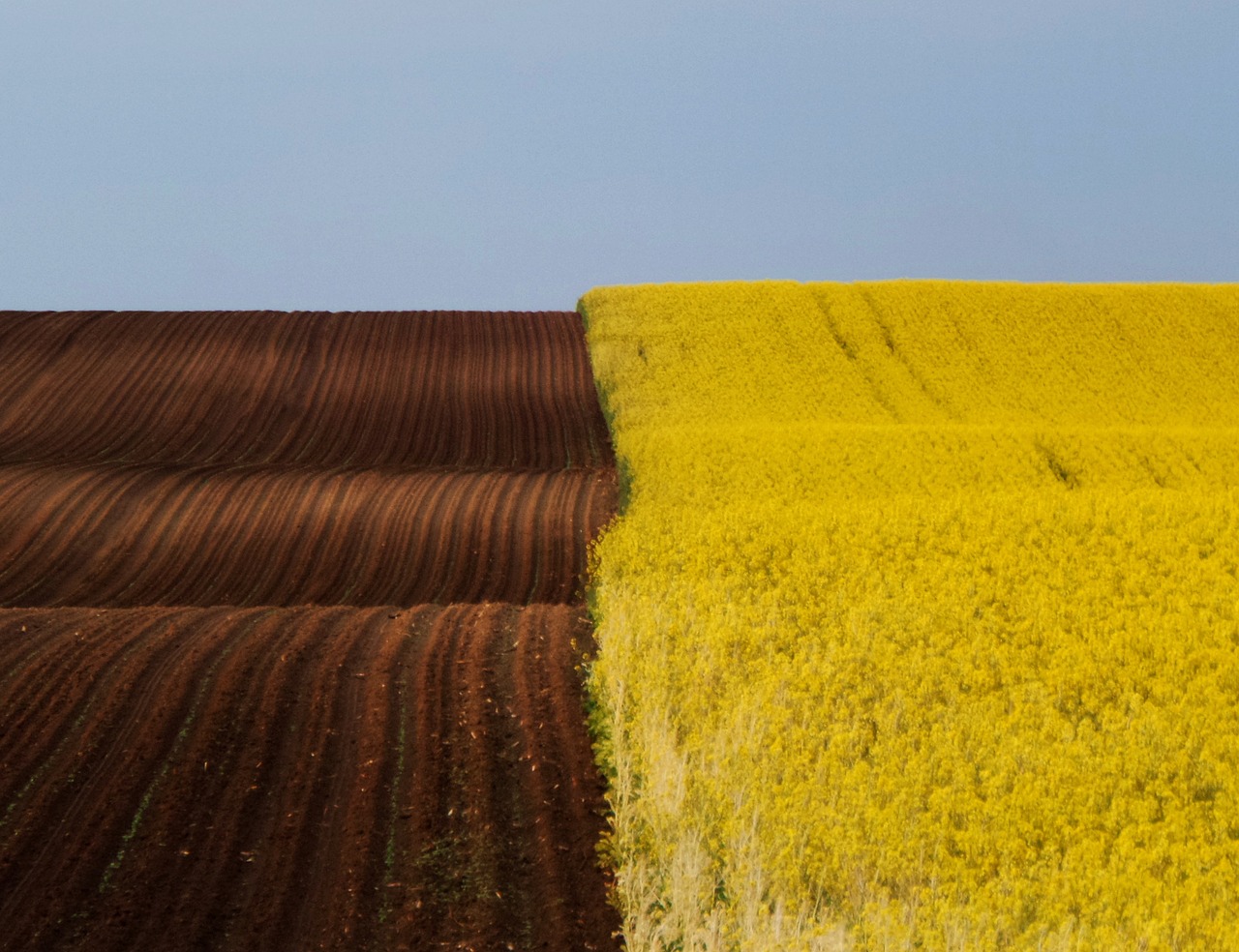 landscape spring brown - yellow free photo