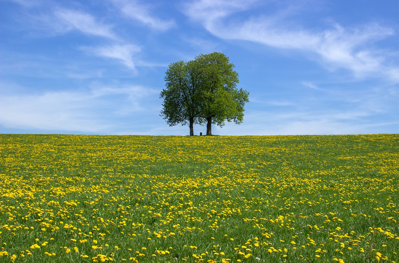 landscape meadow clouds free photo