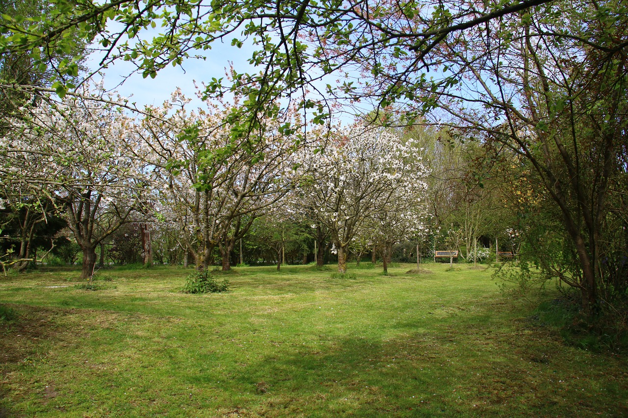 landscape garden cherry free photo