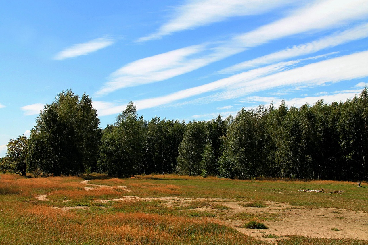 landscape sky trees free photo