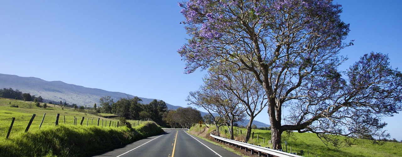 landscape road green field free photo