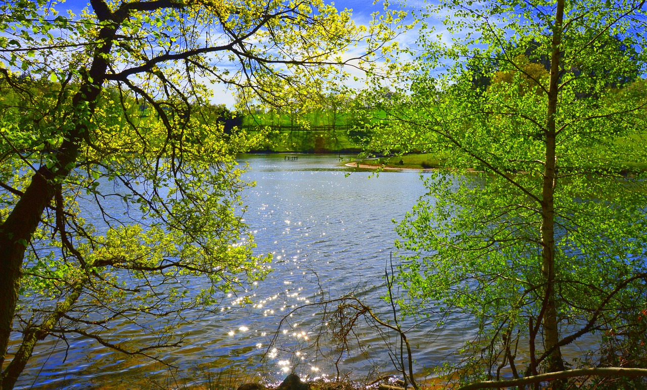 landscape nature pond free photo
