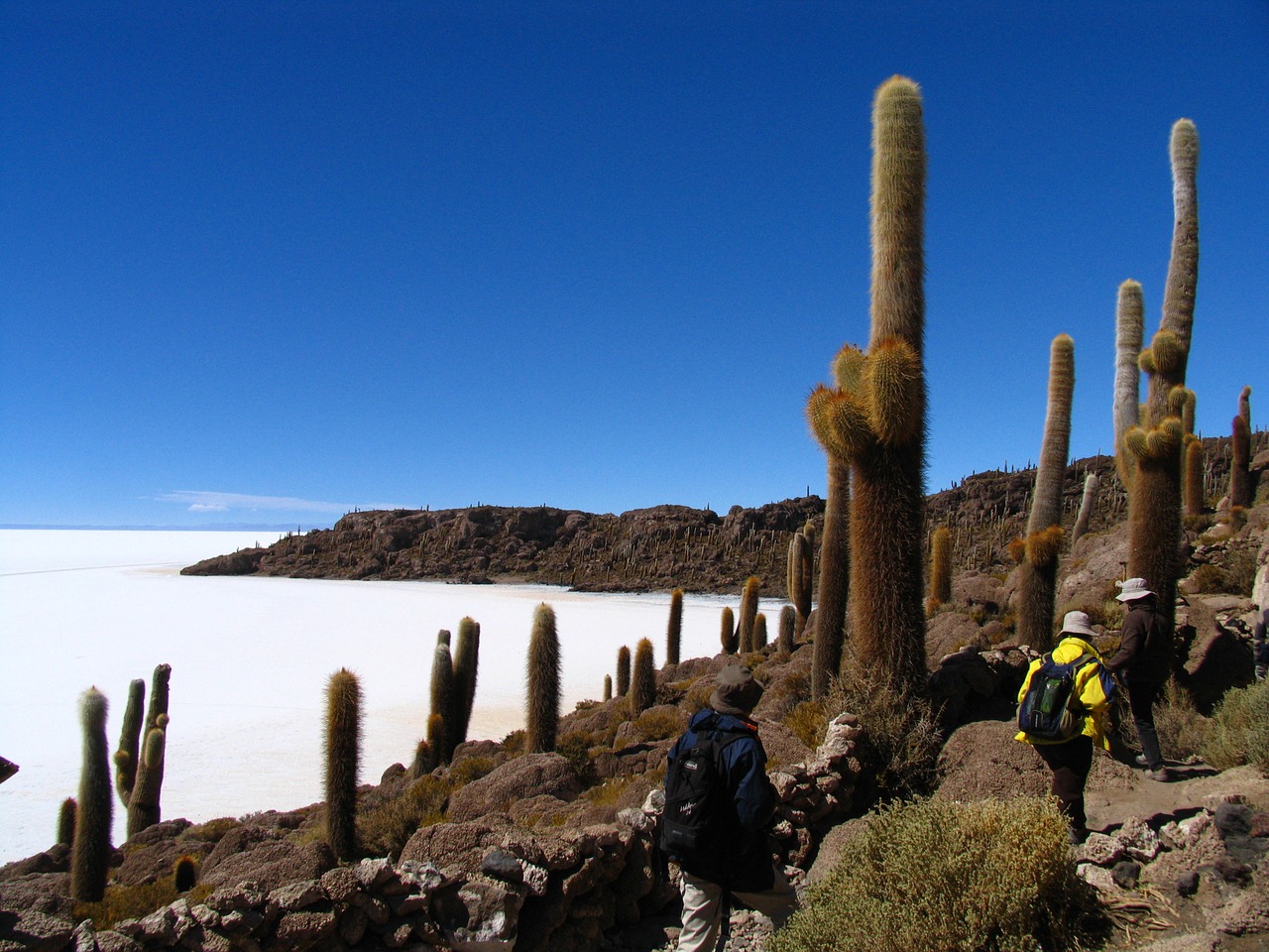 sky tall cactus landscape free photo