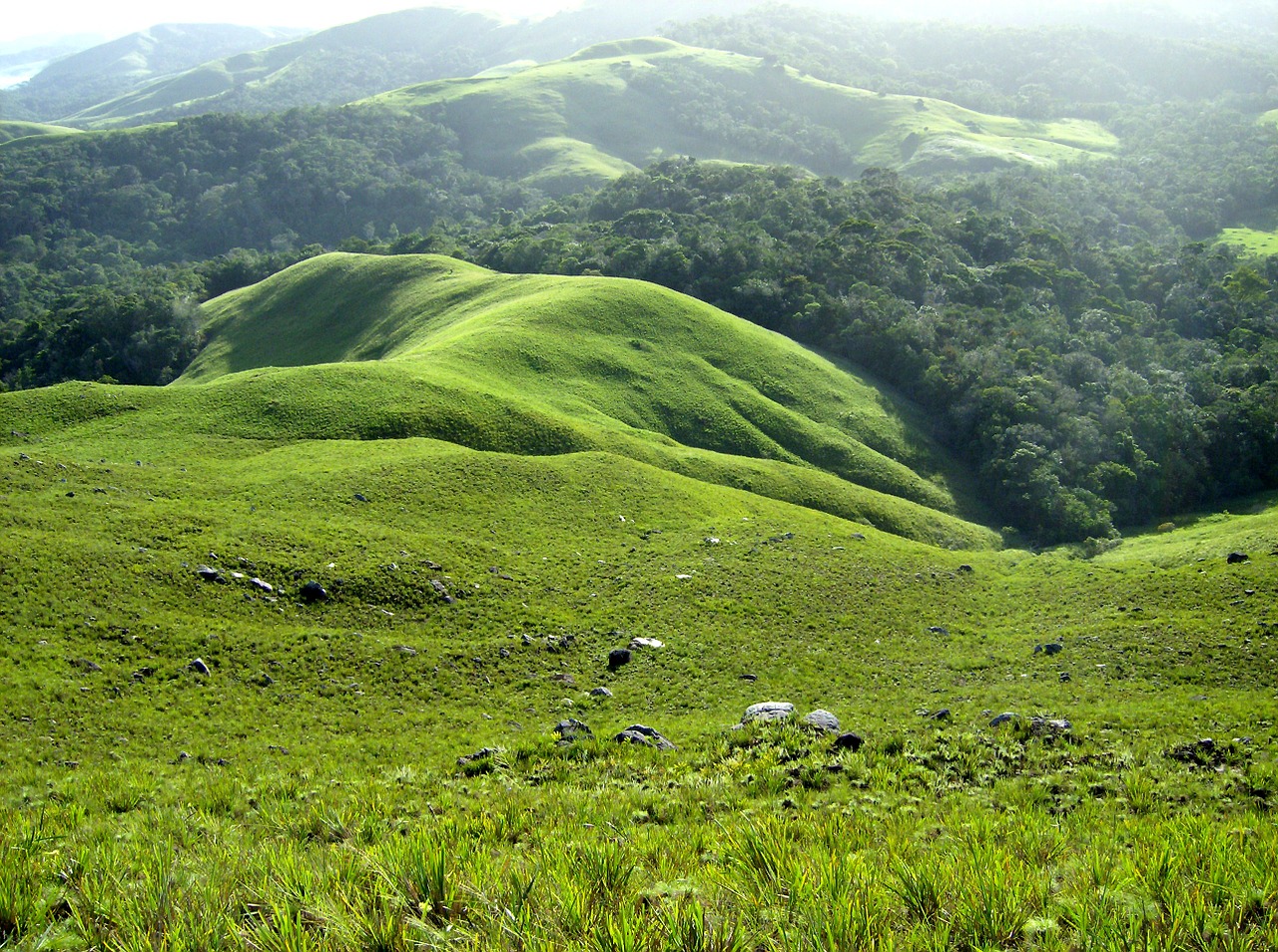 landscape nature field free photo