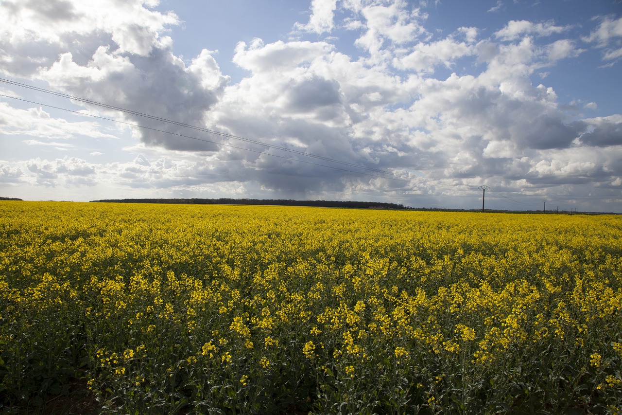 landscape sky flowers free photo