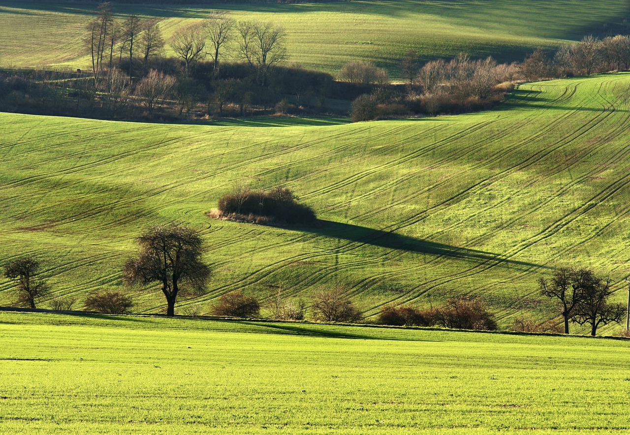 landscape field trees free photo