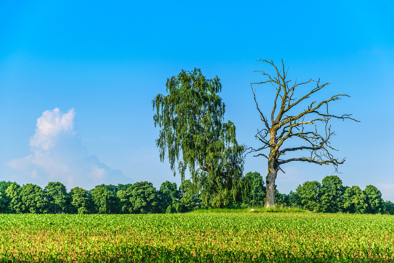 landscape nature forest free photo