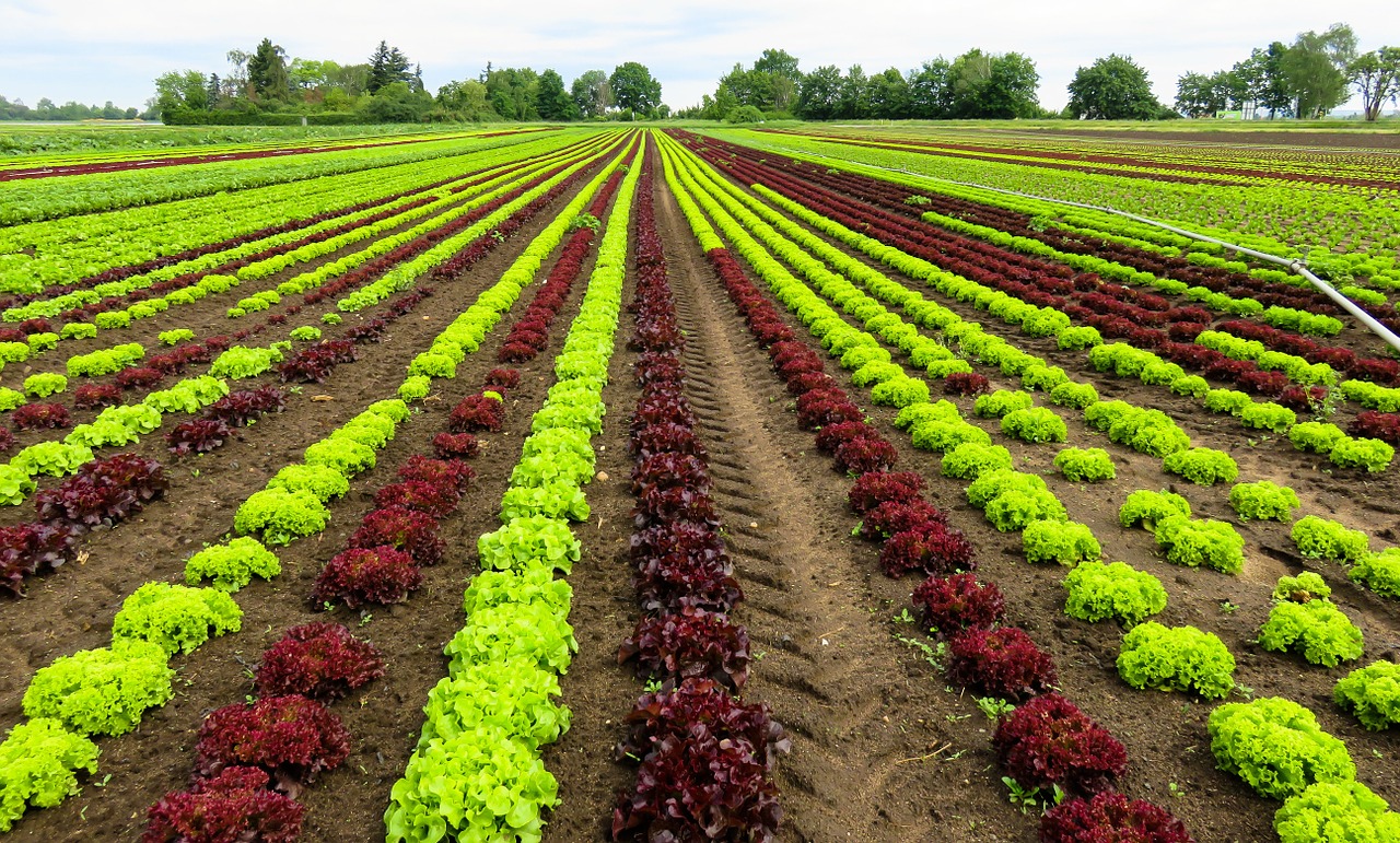 landscape agriculture harvest free photo