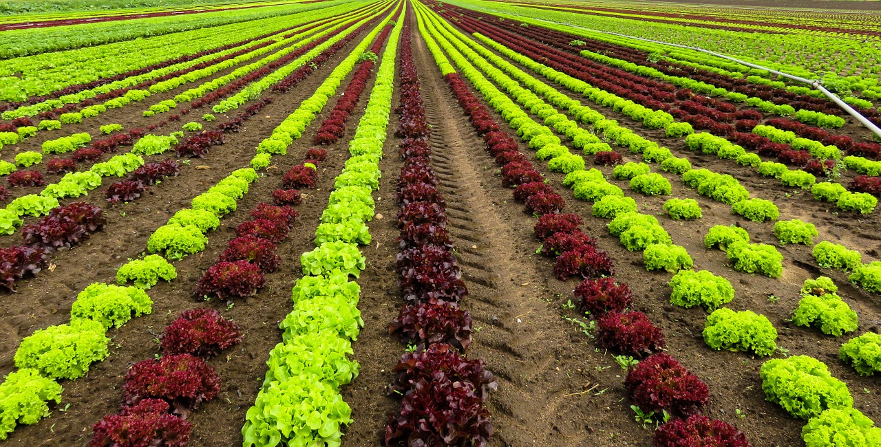 landscape agriculture harvest free photo