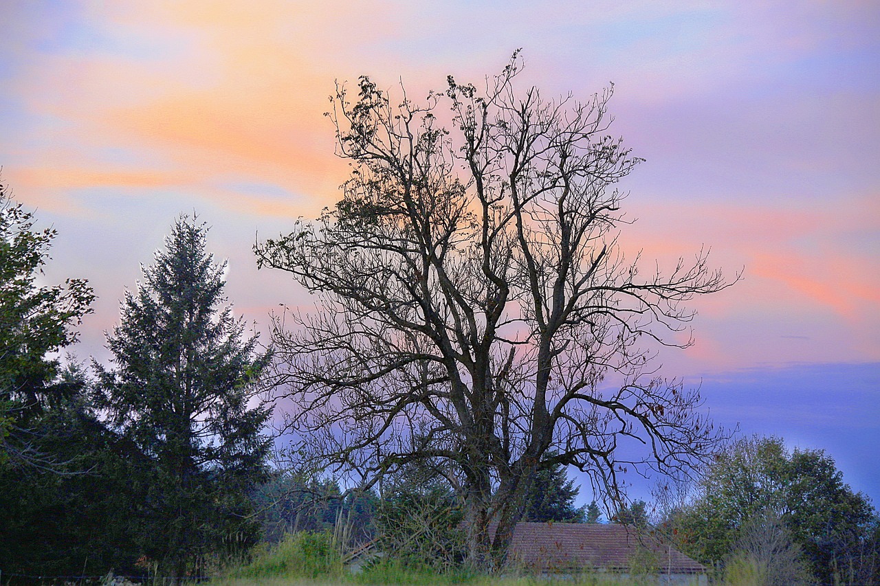 landscape nature tree free photo