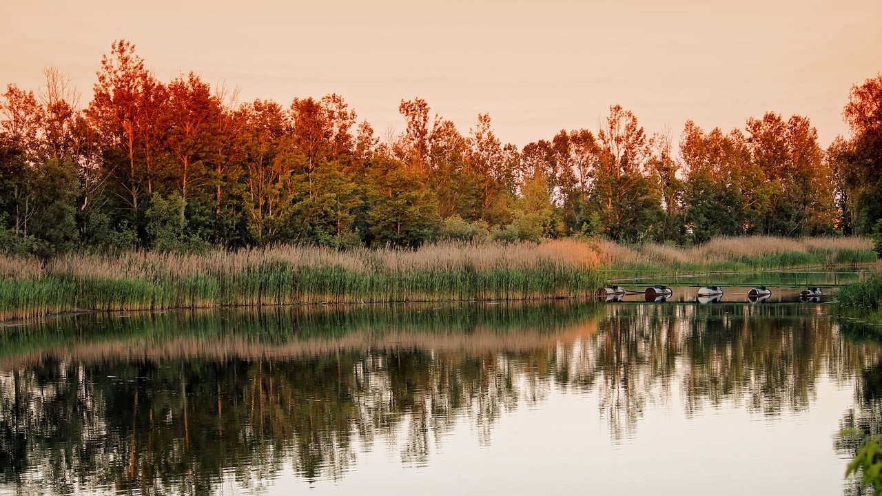 landscape trees lake free photo