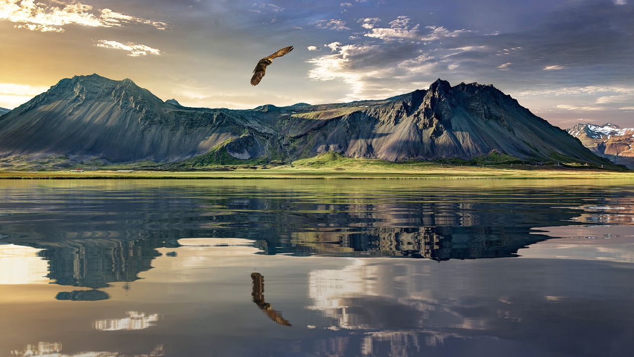 new zealand landscape eagle free photo