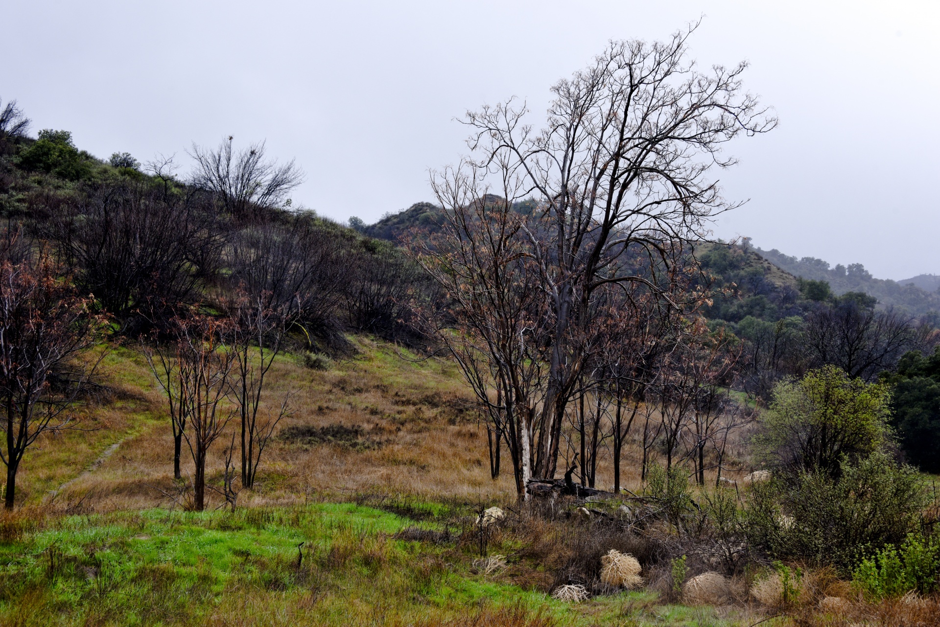 landscape tree grass free photo