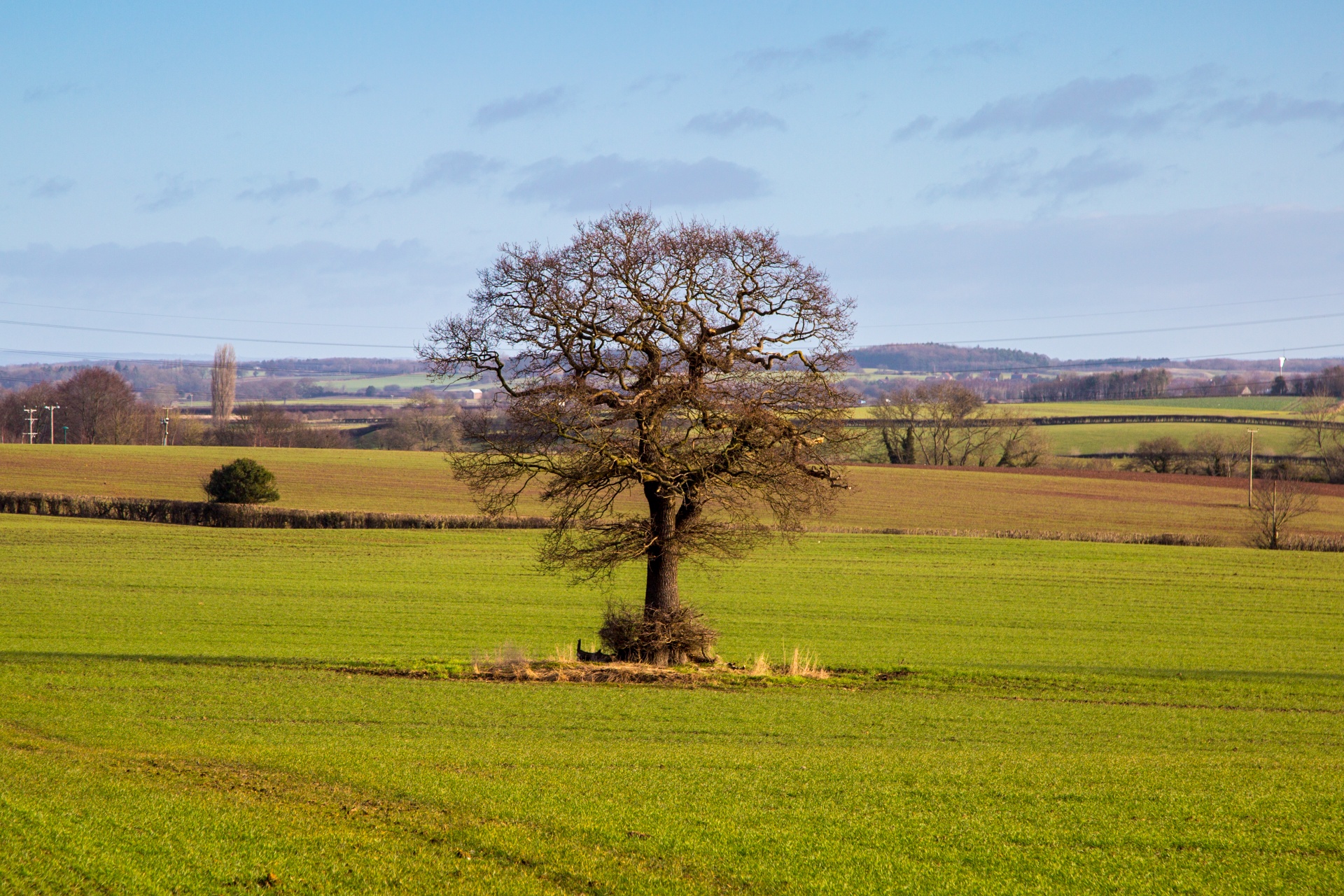 landscape nature tree free photo