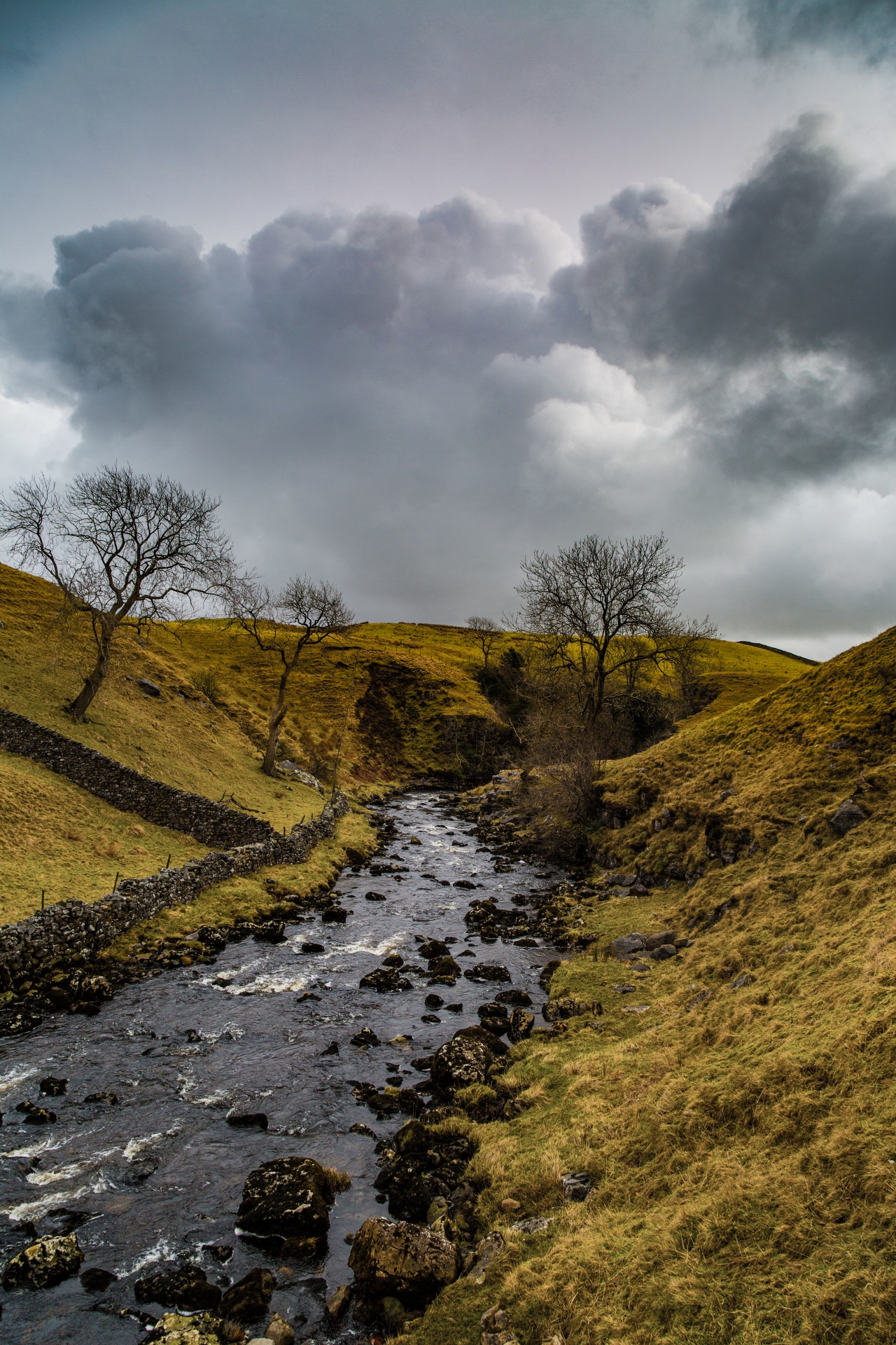 landscape nature tree free photo