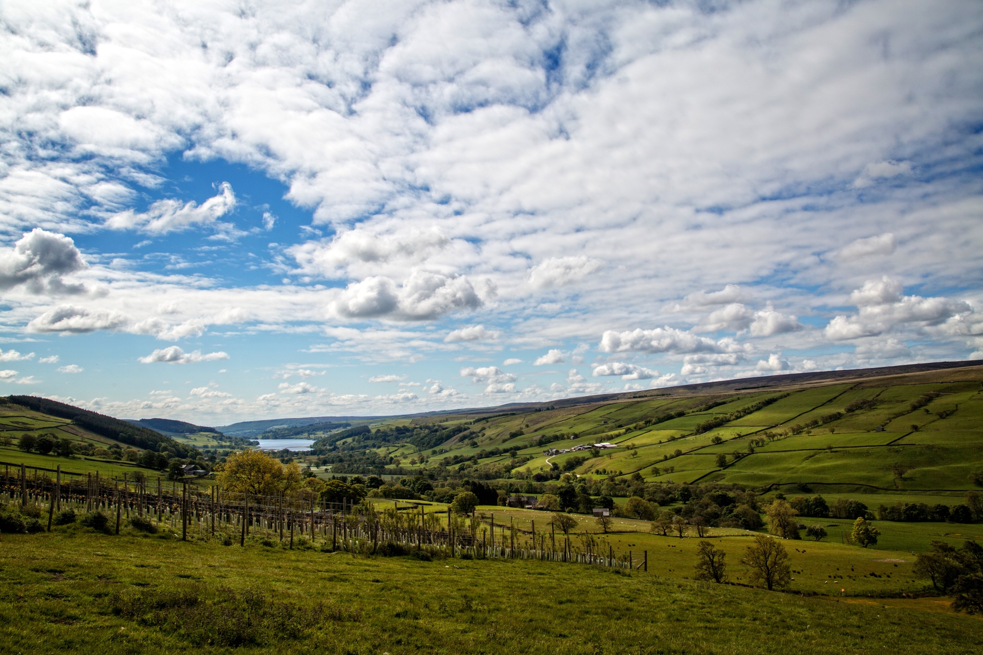 landscape nature tree free photo