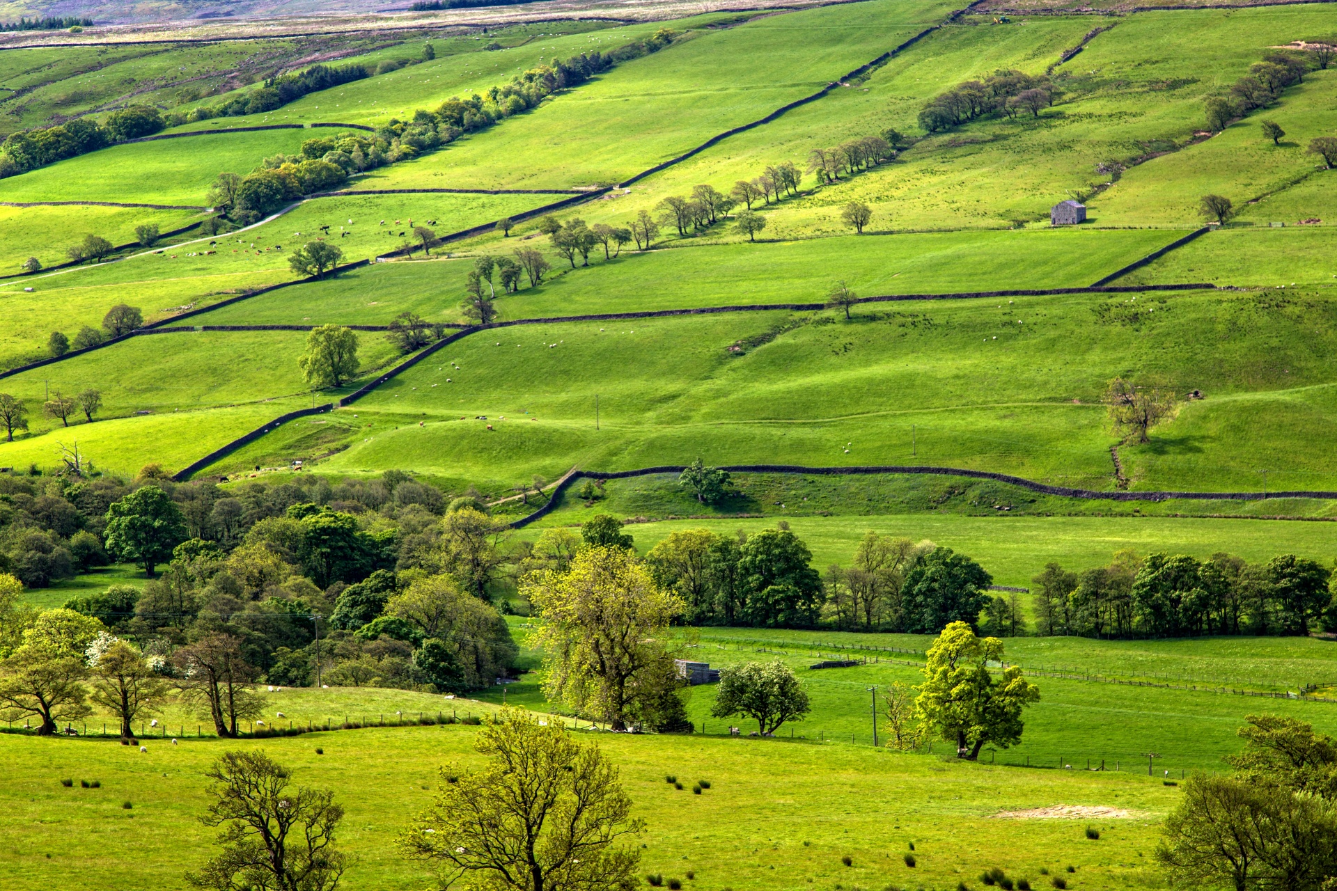 landscape nature tree free photo