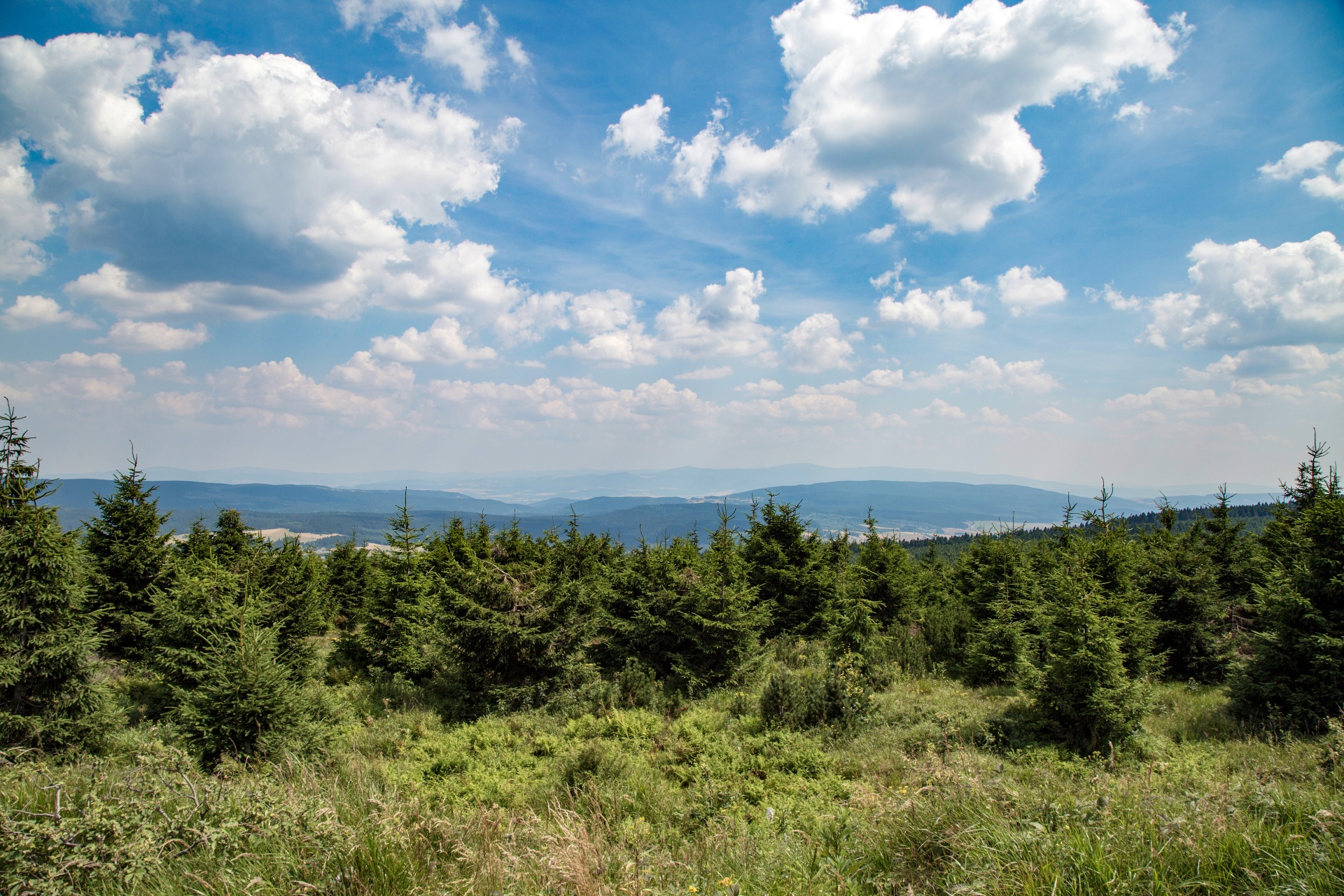 landscape nature tree free photo