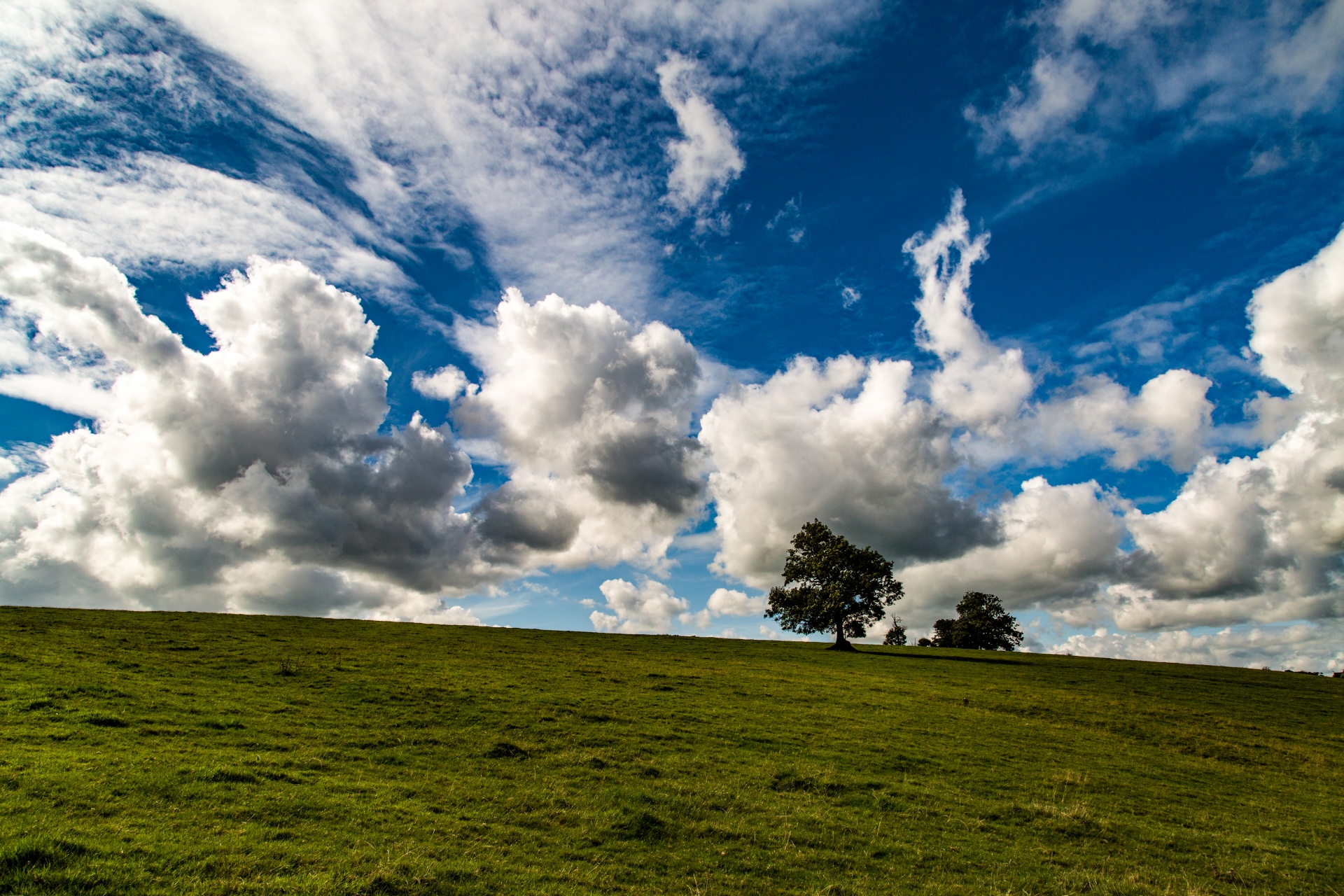 landscape nature tree free photo