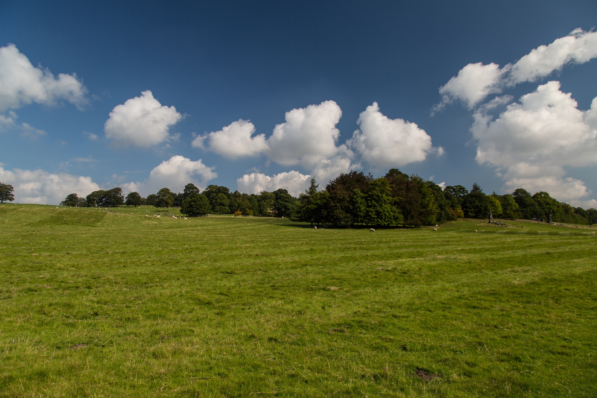 landscape nature tree free photo